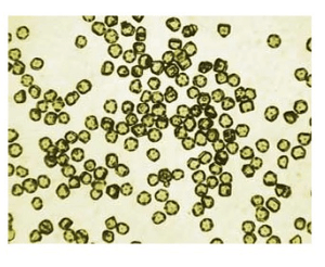 Nano Diamond Supplier in India #1 5 NanoPure-G, grade G