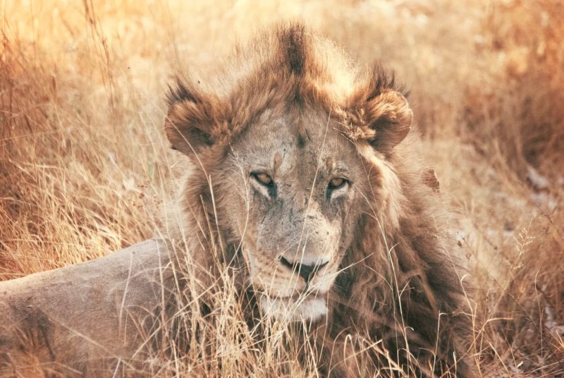 random_image_61c416c28cad45.66130563.jpg 3