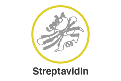 Streptavidin Silver Conjugates