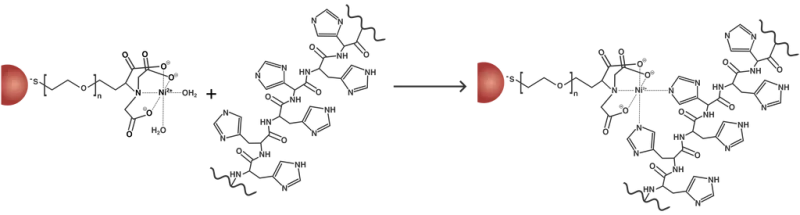 NiNTAconjugationschematic_1024x1024