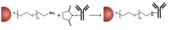 amineconjugationschematic_600x600-ezgif.com-avif-to-jpg-converter amineconjugationschematic_600x600-ezgif.com-avif-to-jpg-converter