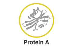 Protein A Silver Conjugates